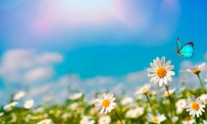 a landscape of the sun hitting a series of flowers