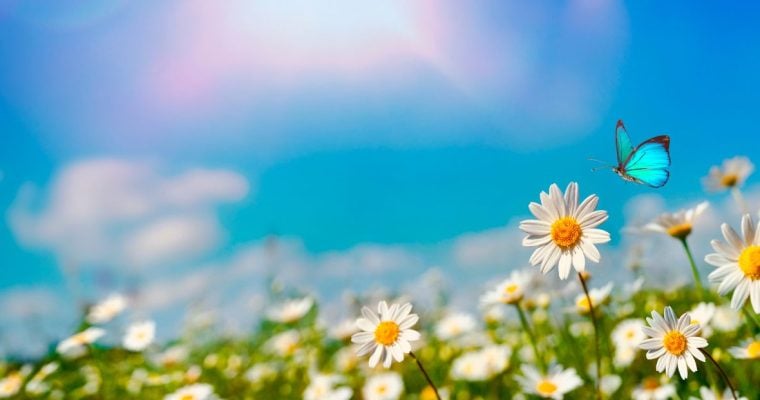 a landscape of the sun hitting a series of flowers