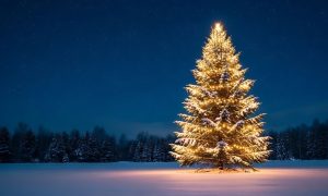 Illuminated Snowy Outdoor Christmas Tree Glows Against Starry Blue Sky
