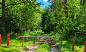 Green Treees Surround Road Through Forest That is Blocked With Red and White Bar Barrier