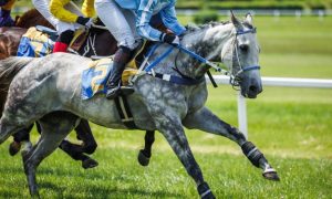 Dapple Gray Thoroughbred Horse Leads in A Horse Race on Green Grass Track