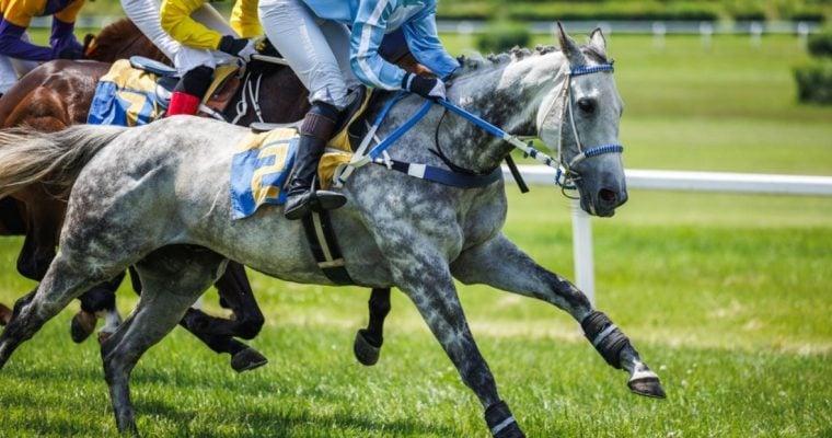 Dapple Gray Thoroughbred Horse Leads in A Horse Race on Green Grass Track