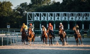 Group on Brown Racing Horses Exit the Gate with Jockeys Riding