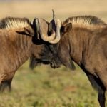 Two Wild Wildebeest Lock Heads and Horns In Battle Standing Outside