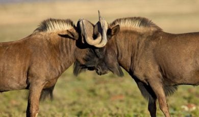 Two Wild Wildebeest Lock Heads and Horns In Battle Standing Outside