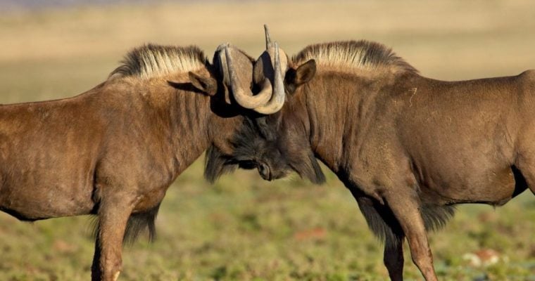 Two Wild Wildebeest Lock Heads and Horns In Battle Standing Outside