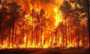 Wildfire prediction markets draw scrutiny.