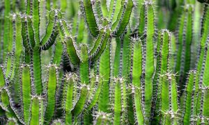 Arizona Sports betting bill