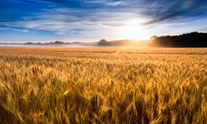 Misty Sunrise Over Golden Wheat Field in Central Kansas