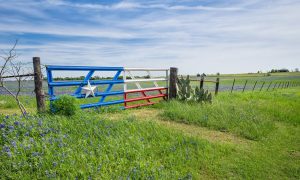 Texas bluebonnet field and fence in spring
