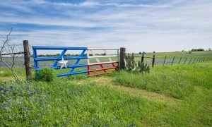 Texas bluebonnet field and fence in spring