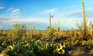 Saguaro National Park Landscape