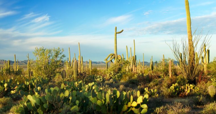 Arizona Sports Betting Tailor-Made For Pro Sports 