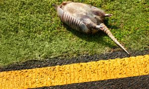 Mississippi sports betting dead