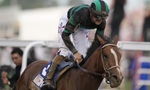 Will Mystik Dan run at the Preakness Stakes? Trainers sensitive to their horse’s health and breeding capacity are routinely bypassing.
