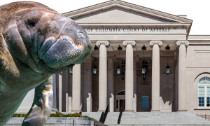 Florida-amicus-briefs
