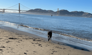California Tribes Gain Support For Sports Betting Referendum