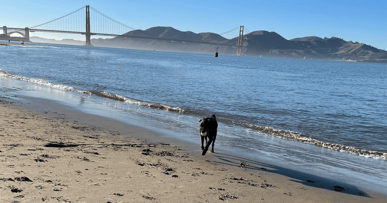 California Tribes Gain Support For Sports Betting Referendum