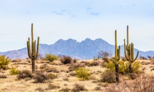 Arizona Sports Betting Licenses