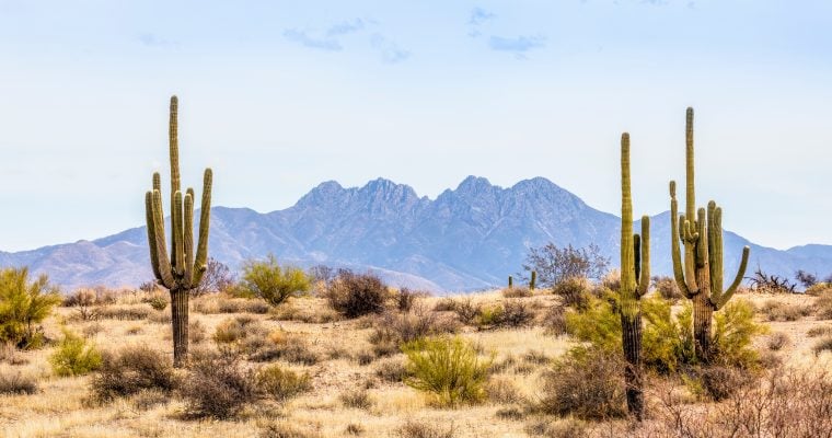 Arizona Sports Betting Licenses