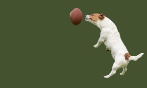 Underdog,Team,Strives,To,Win,Concept,With,Funny,Jumping,Dog