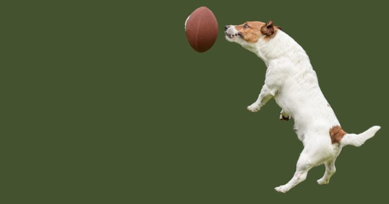 List of Mass Sports Betting Operators Hopefuls Includes an Underdog (or Two) 