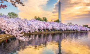 FanDuel-DC-betting