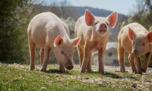three pigs standing in a field