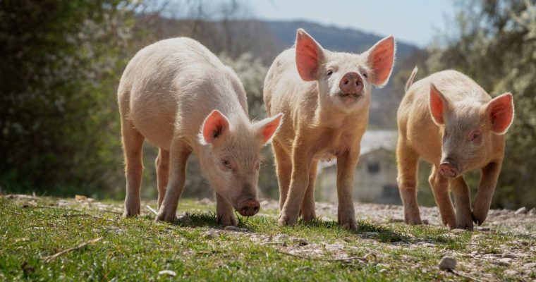 three pigs standing in a field